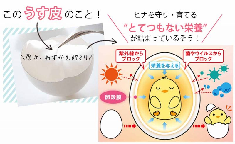 チェルラーブリリオ　卵殻膜とは